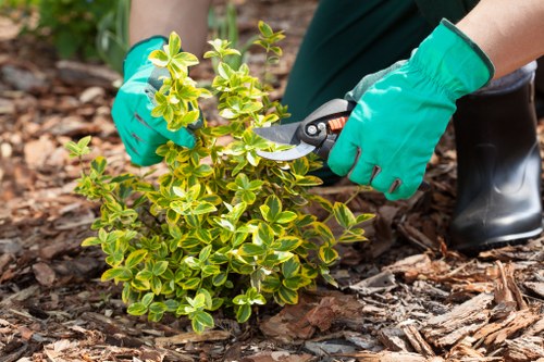 Man and van preparing to remove green waste from a suburban Colindale backyard