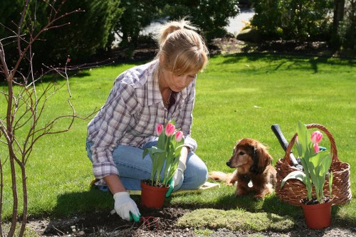 A woman in a checked shirt and jeans is kneeling on a well-maintained green lawn in a garden, tending to potted tulips with pink flowers. She is wearing gardening gloves and appears to be planting or adjusting the flowers in a small flower bed bordered by soil. Nearby, a Labrador puppy sits attentively watching her, beside a wicker basket filled with additional potted tulips. The garden features a lush, manicured lawn, a variety of mature trees and shrubs creating a natural backdrop, and a sunny outdoor environment with clear weather. Paving stones or a patio area are partially visible, indicating a landscaped outdoor space suitable for gardening activities. This scene reflects typical garden maintenance in the UK, with a focus on flower planting and lawn care, as part of professional gardening services offered by Garden Maintenance Colindale in the NW postcode area.
