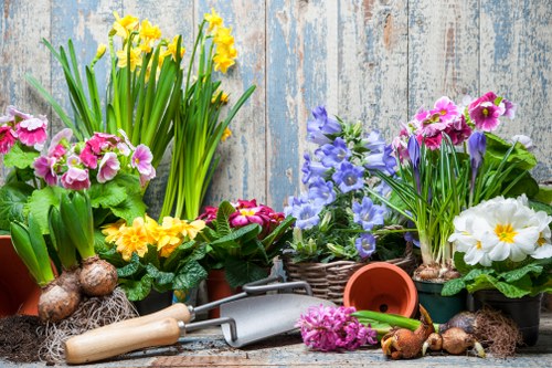 The image shows a collection of flowering plants and gardening tools arranged on a rustic wooden surface. Bright yellow daffodils with long green leaves are positioned towards the back left, while pink and purple primulas, along with white flowers, fill the foreground and right side of the display. Several small bulbs and soil are scattered around the plants, indicating recent planting or garden preparation. A metal hand trowel and a wooden-handled garden fork are placed among the pots, suggesting active gardening work. The background features weathered, light blue wooden panels, giving a charming, country garden feel. The scene suggests a well-maintained outdoor space suitable for gardening activities and complements garden maintenance services for local gardens in Colindale, London.